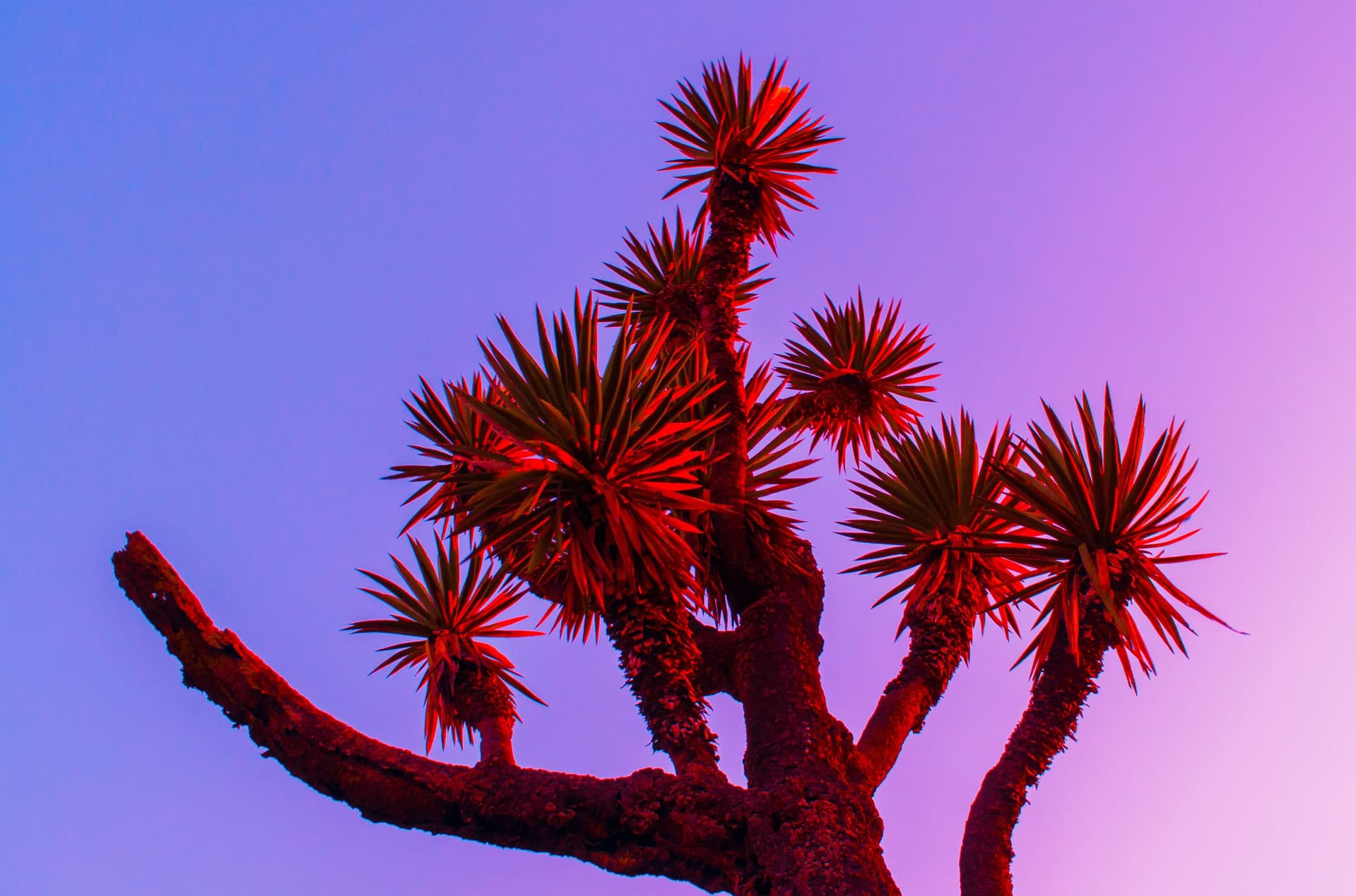 Nature Pop Art