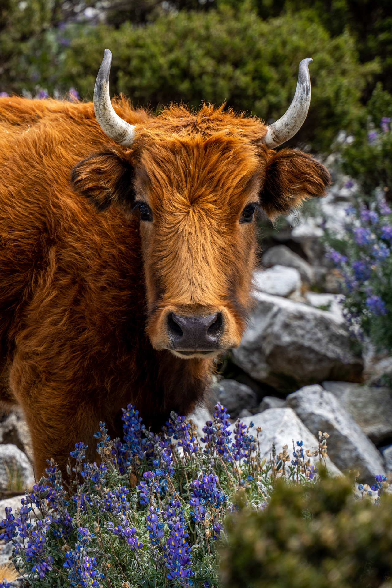 Highland cow among lupines