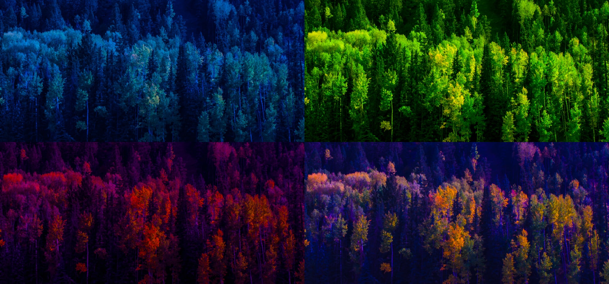 A stand of aspens among conifers, in four colour treatments