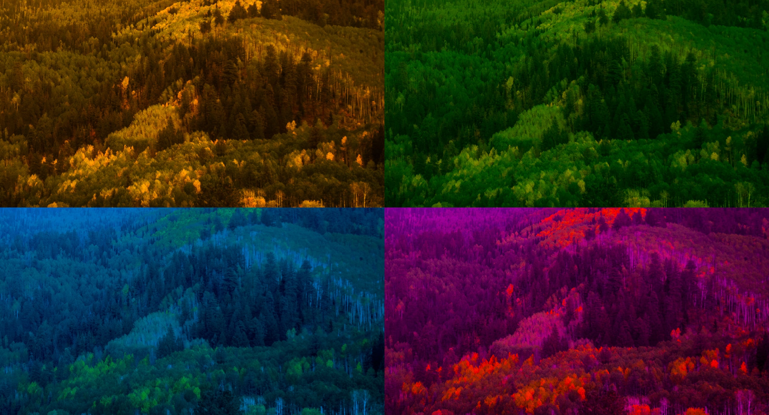 A hillside of mixed conifers and aspens seen from above, in four colour treatments