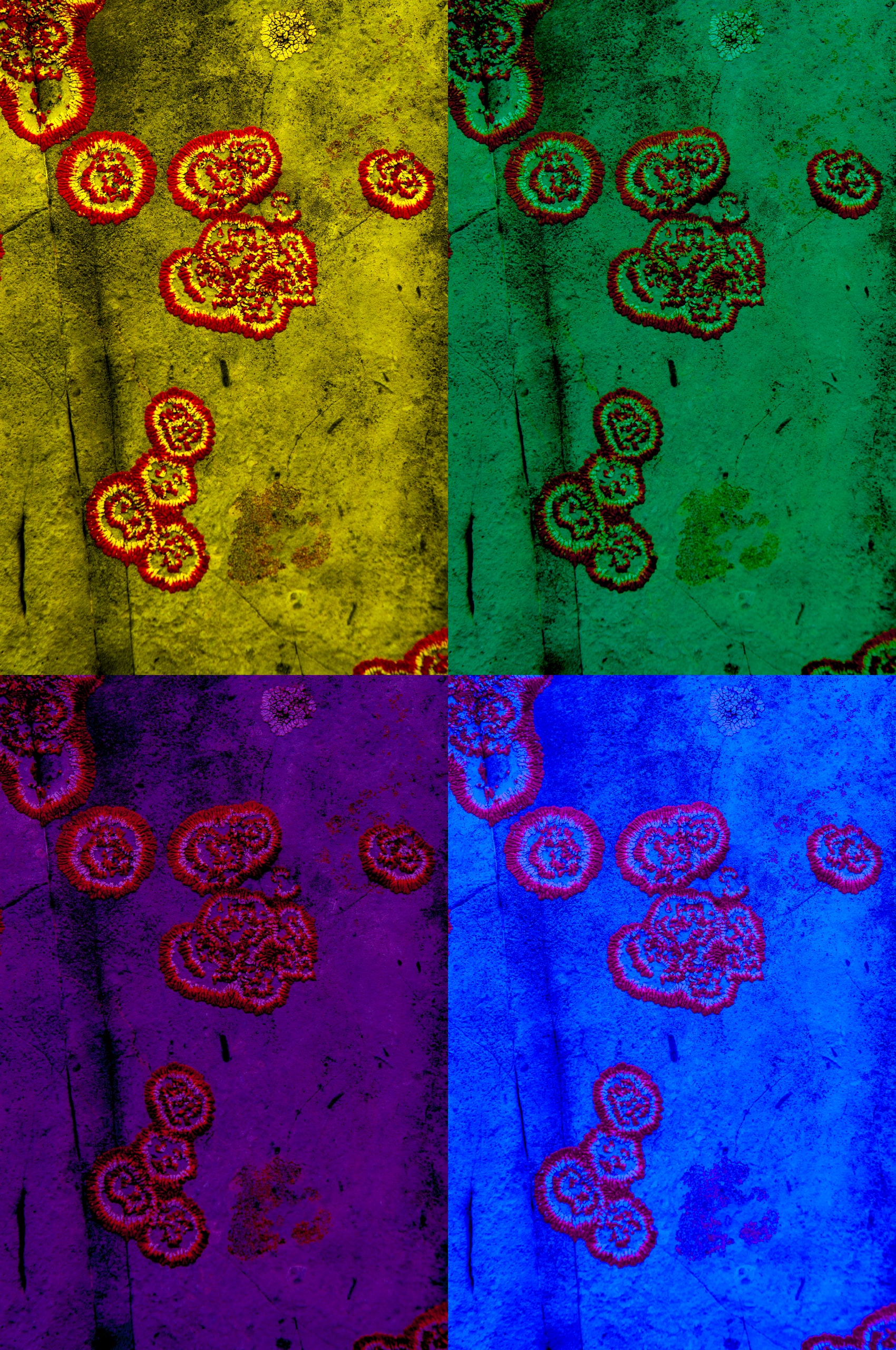 Rings of lichen spreading across a rock face, in four colour treatments
