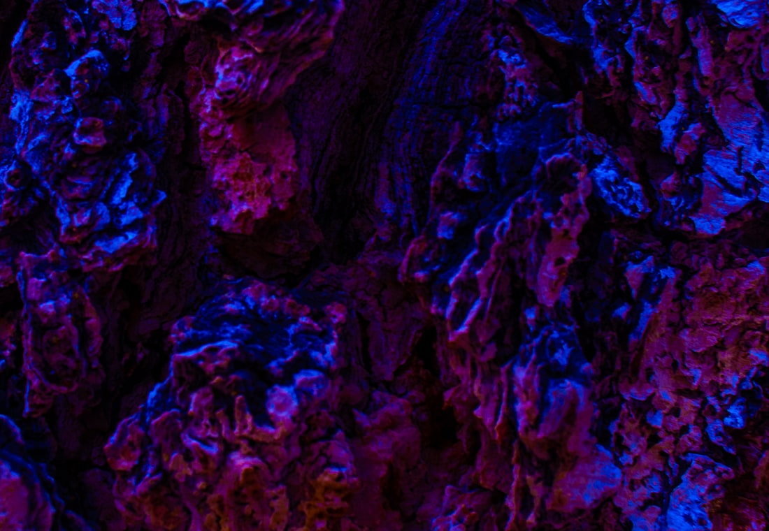 A full-resolution crop of the bark, in the blue treatment