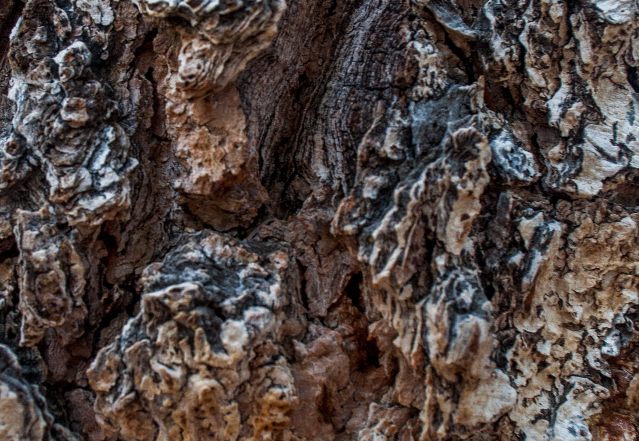 The identical crop of the same bark in the original photograph, its colour untouched