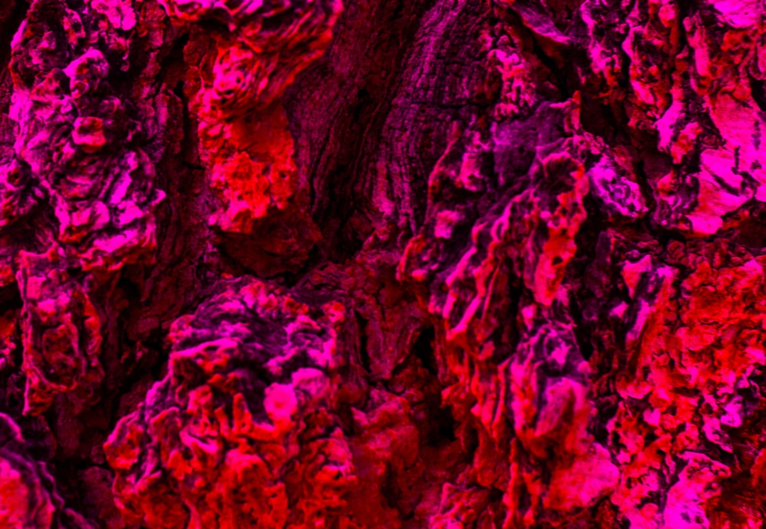 The identical crop of the same bark, in the red treatment