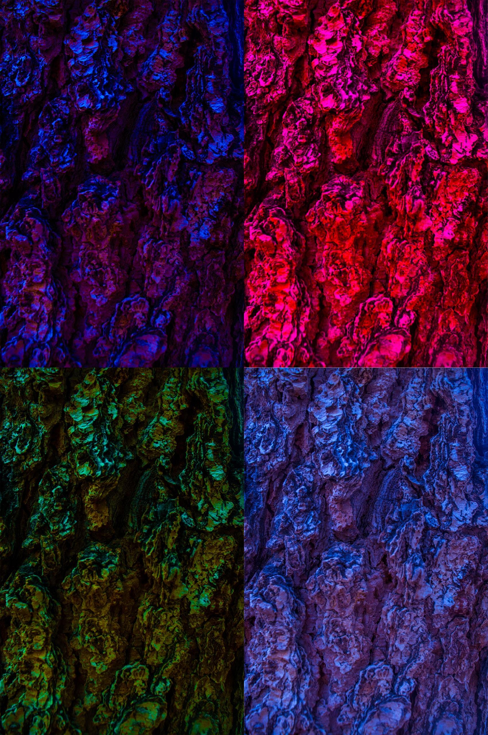 The deep furrows of tree bark, in four colour treatments