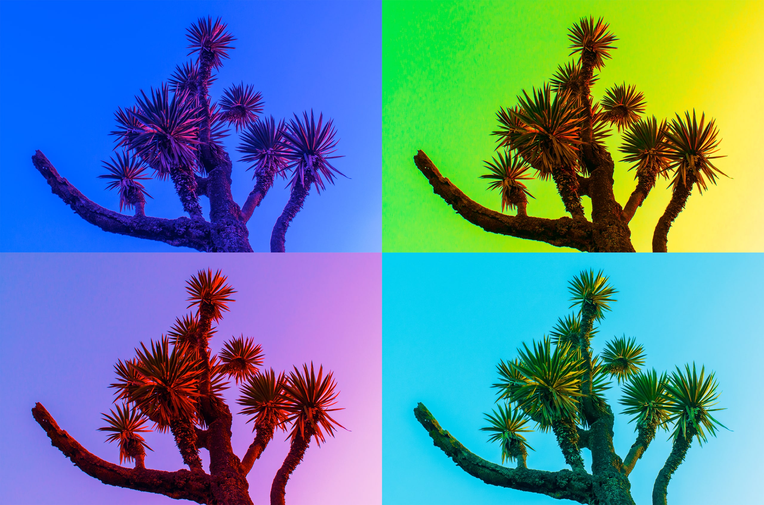 Nature Pop Art